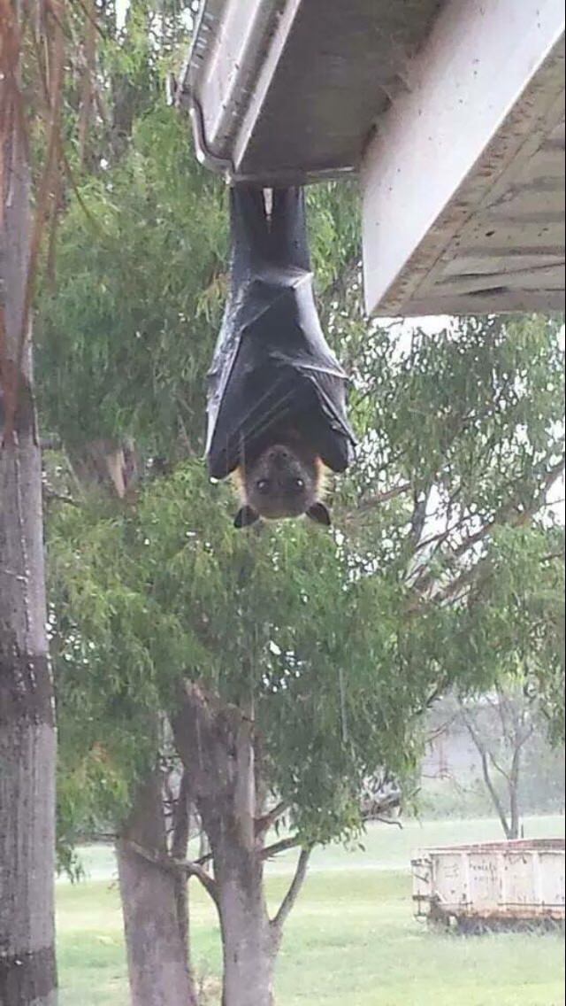 big bat