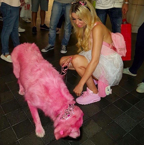 pink-dog