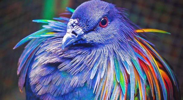 虹色に輝く羽を持つ鳩 ミノバト Dna分析の結果絶滅したある 幻の鳥 の親戚である事が判明し話題騒然