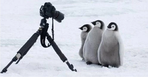 かわいい 珍しがってカメラに寄るペンギンの習性を利用して写した3枚 3枚目は ペンギン 笑