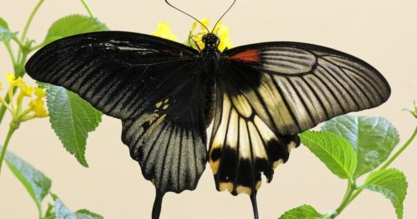 左右の羽で模様が違う蝶が発見 1 匹の出現確率に隠された衝撃的な事実にあなたは驚愕する